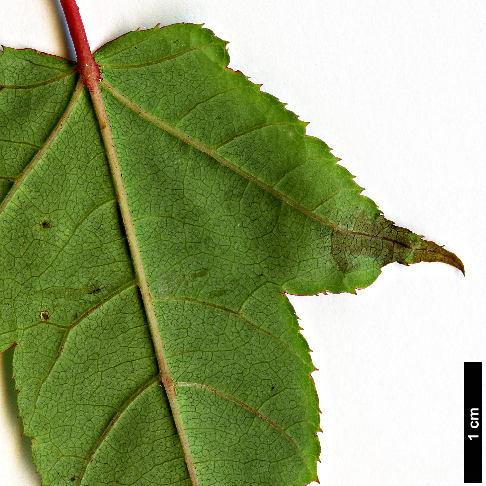 High resolution image: Family: Sapindaceae - Genus: Acer - Taxon: pectinatum - SpeciesSub: subsp. taronense